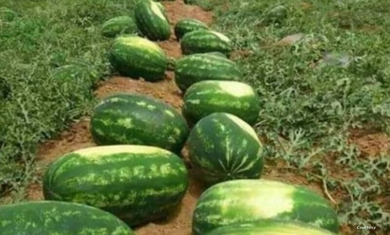 Tata: Tensions Over Watermelons and Water Scarcity