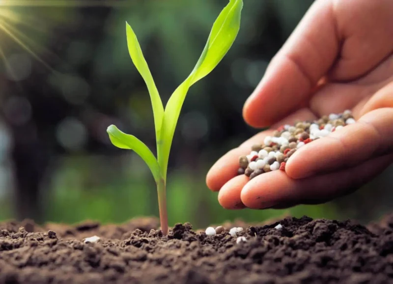 Global Food Security: Morocco Establishes Itself as a Driver of Agricultural Transition and Sustainable Fertilizers